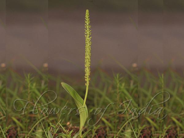 Adder Mouth Orchid