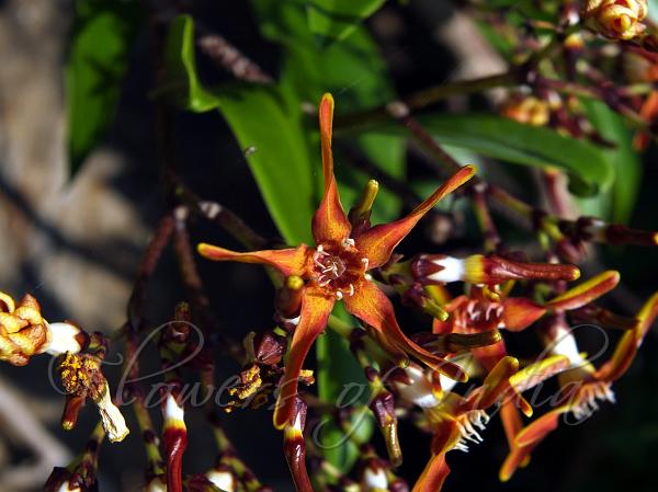 Agastyamala Twisted-Flower