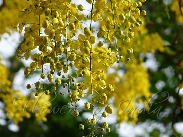 Cassia Fistula Amaltas