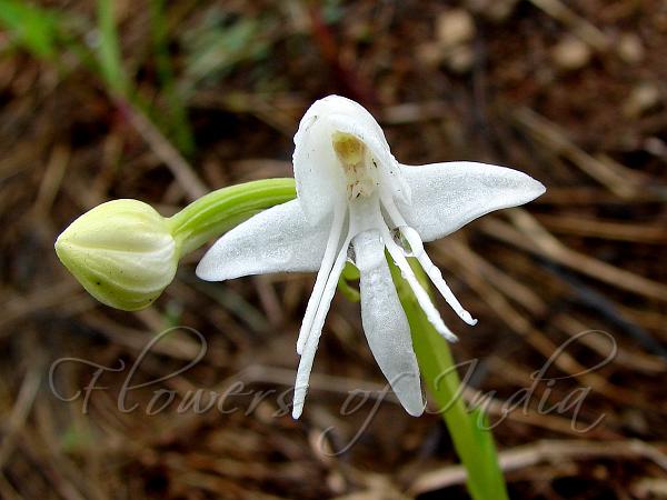 Angel Orchid