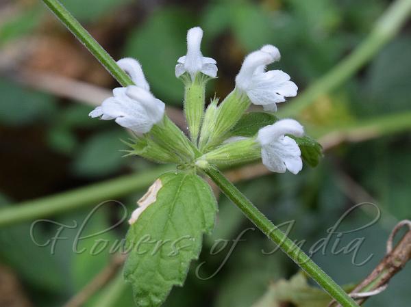 Angular Slitwort