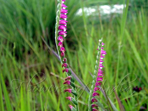 Asian Ladies-Tresses