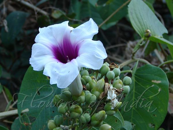 Bellflower Morning Glory