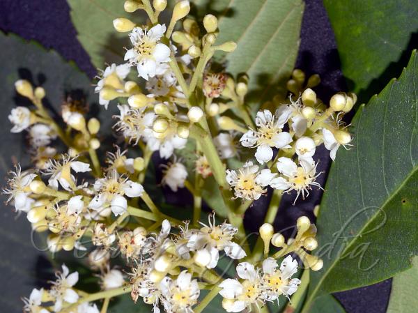 Bengal Loquat