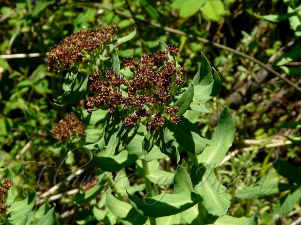 Bhutan Roseroot