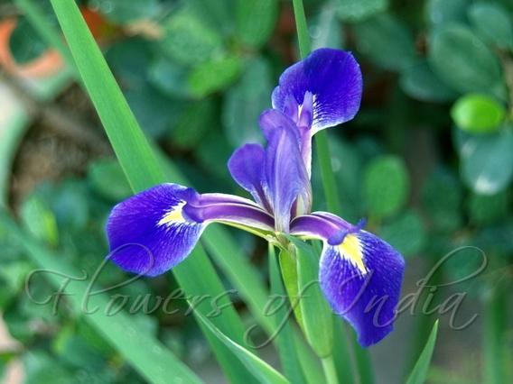 Blue Iris