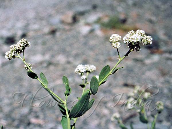 Bluntleaf Pepperweed