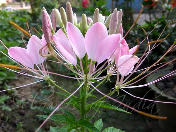 Brazilian Spider Flower