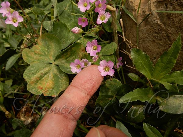 Broadleaf Wood Sorrel