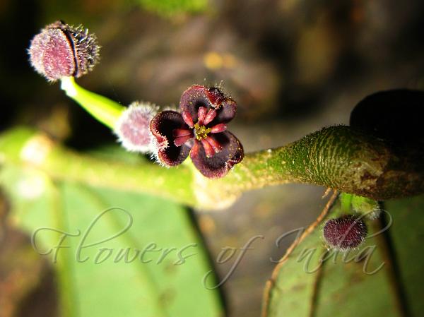 Brown Bowl-Flower