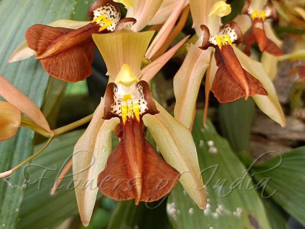 Brown Coelogyne