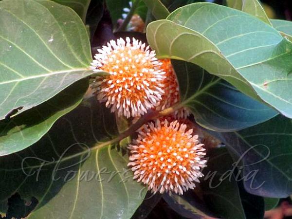 Canary Cheesewood