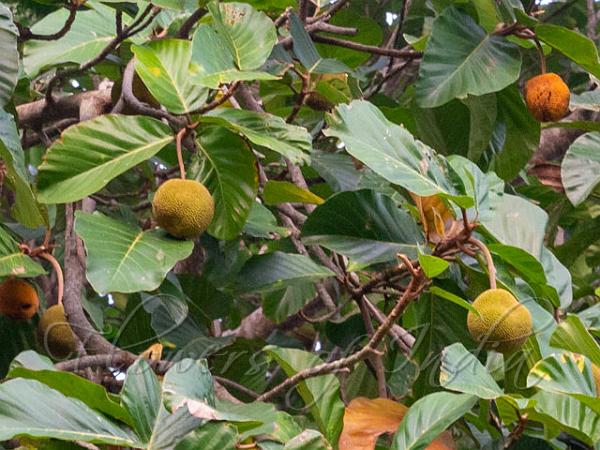 Chaplaish Jackfruit