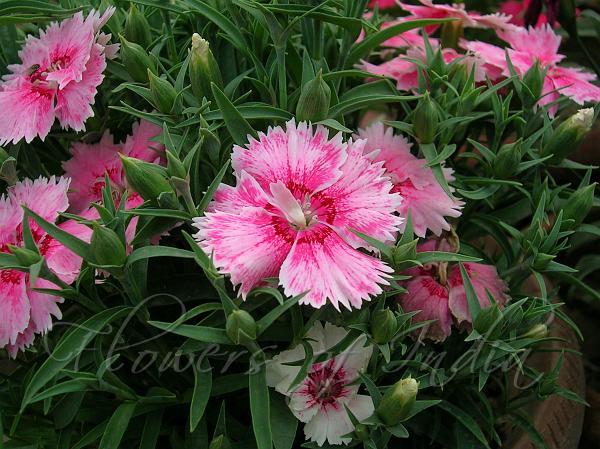 How to Grow China Pinks (Dianthus Chinensis)