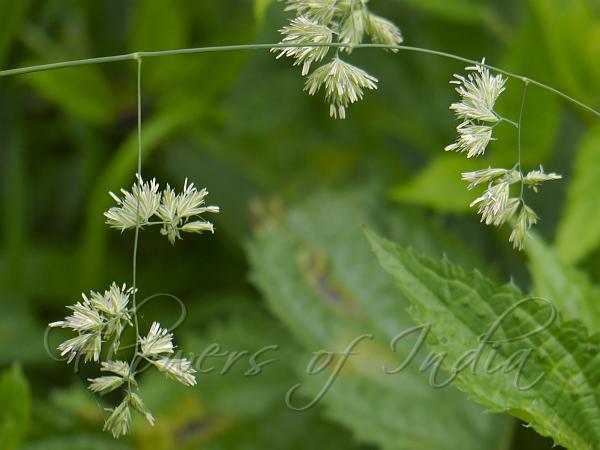 Dactylis Glomerata - Cocksfoot Grass