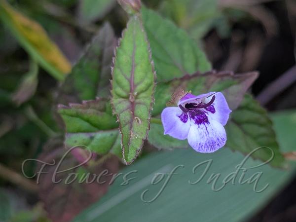 Courtallam Wishbone Flower