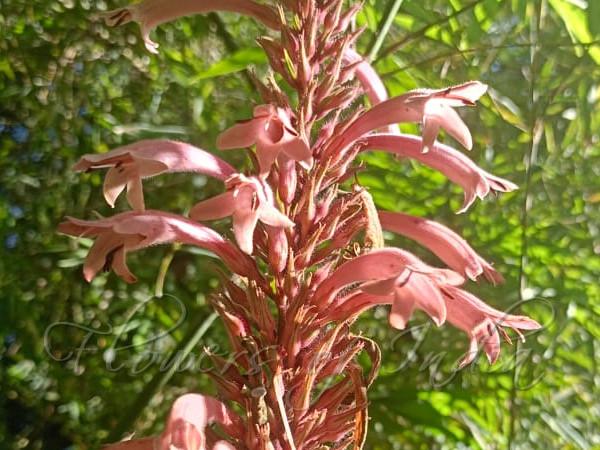 Curved-Flower Flame-Acanthus