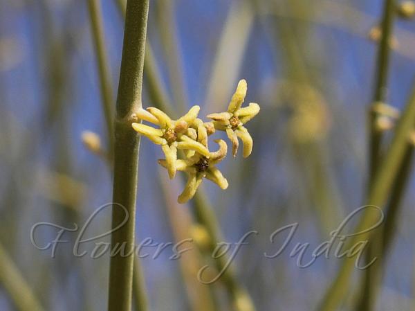 Cutch Broom Shrub