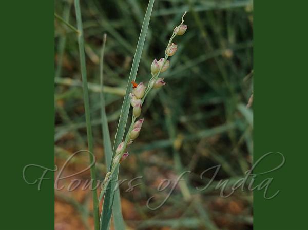 Desert Grass