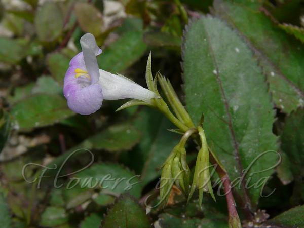 Duckbill Bog-Herb