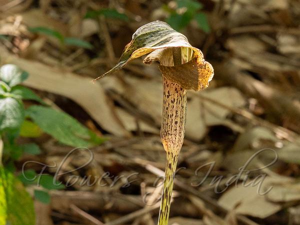 Eared Cobra Lily