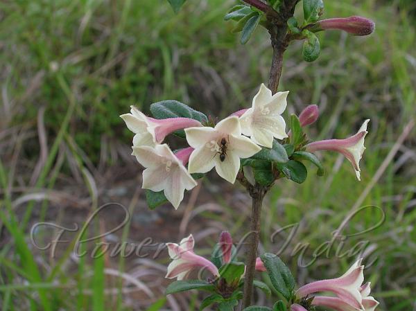 East-Himalayan Leptodermis