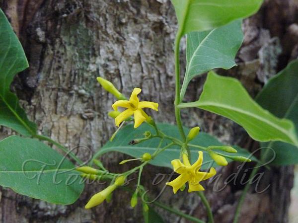 East-Himalayan Yellow Jasmine