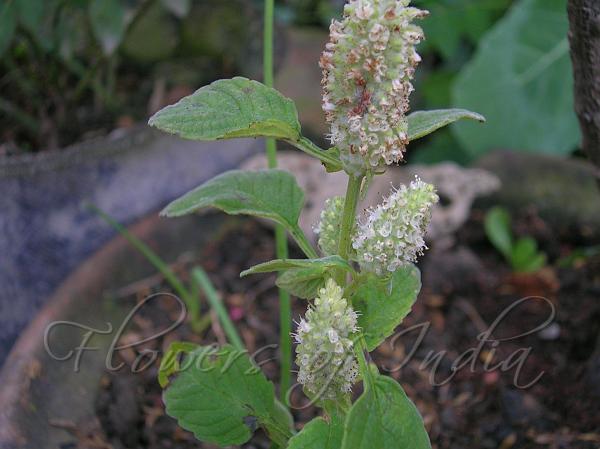 East-Indian Mint