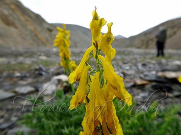 Erect Corydalis