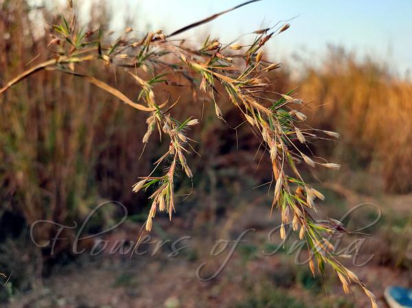 Erect Musal Grass