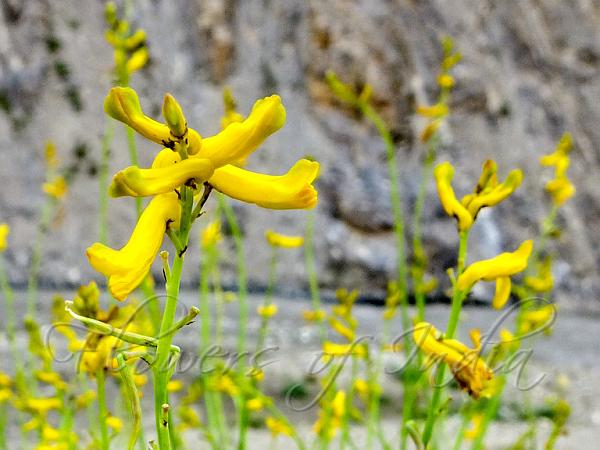 Fanleaf Corydalis