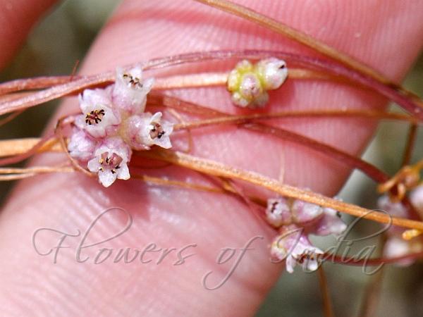 Flat-Flower Dodder