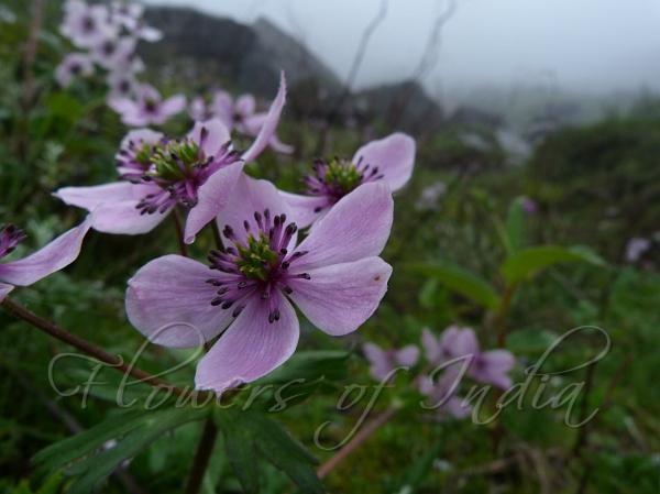 Floppy Himalayan Anemone