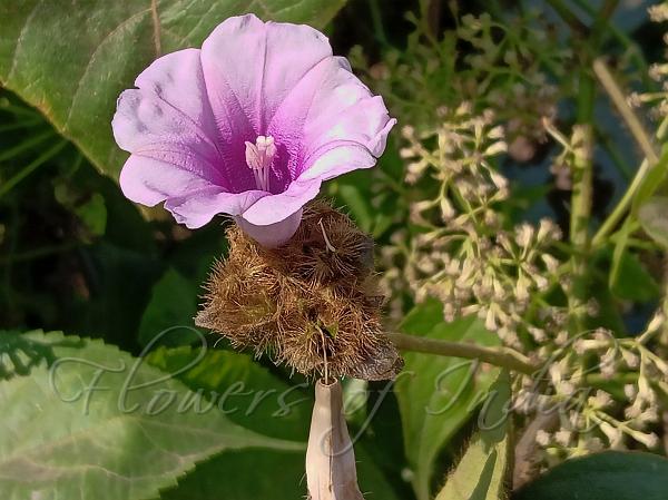 Flower-Head Morning Glory