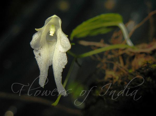 Ghost Balsam