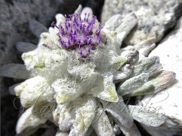 Glacial Snow Lotus