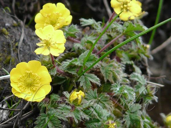 Hairy Featherleaf Cinquefoil