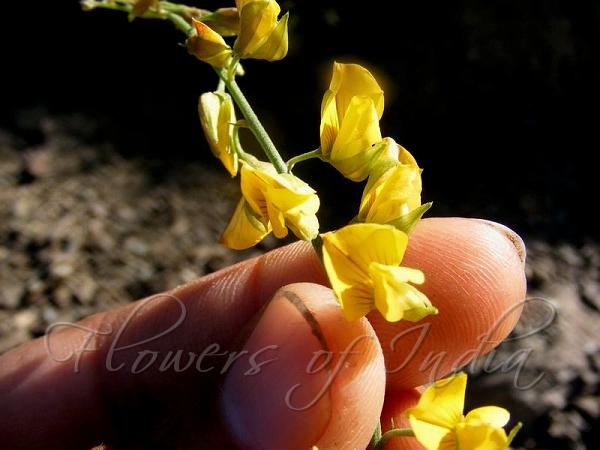 Hill Rattlewort