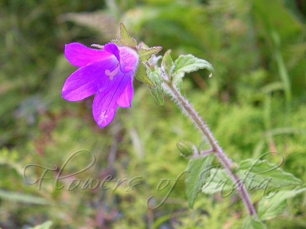 Himalayan Bellflower