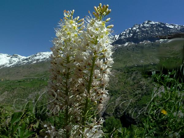 Himalayan Foxtail Lily