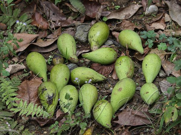 Himalayan Mango