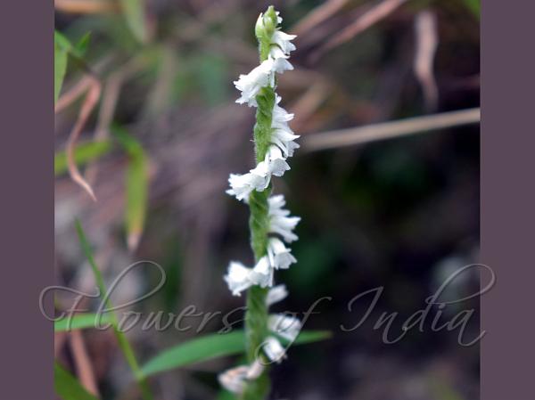 Himalayan Spiral Orchid