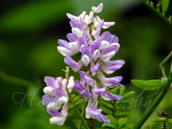 Himalayan Wood Vetch