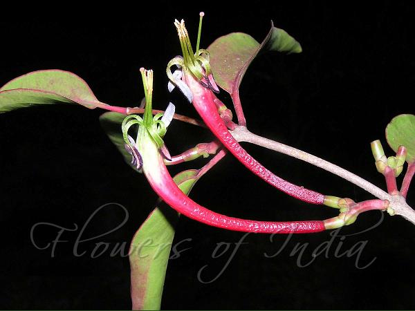 Honeysuckle Mistletoe