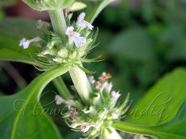 Horehound Slitwort