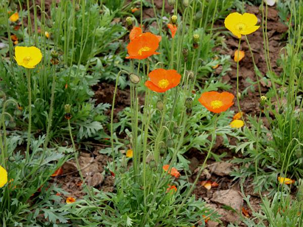 Iceland Poppy