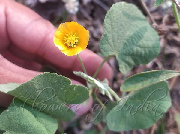 Indian Abutilon