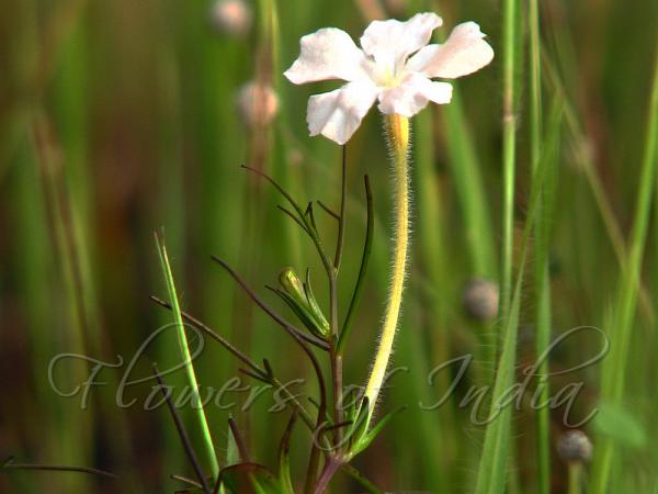 Indian Rice Vampireweed