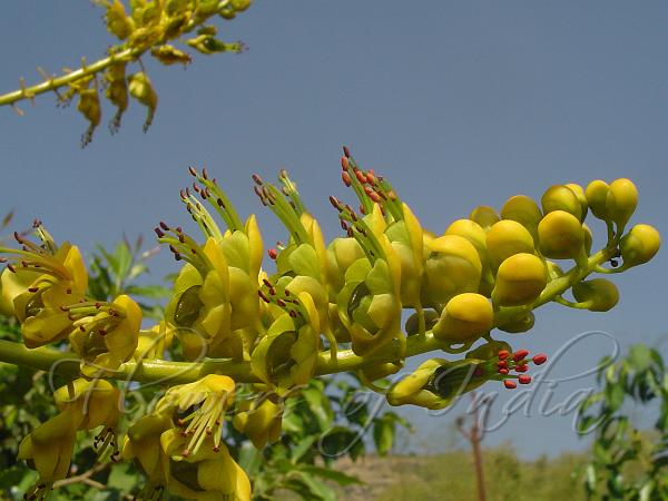 Indo-China Thorn