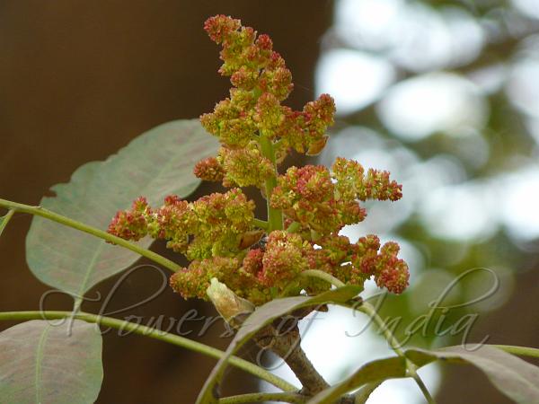 pistacia chinensis flowers